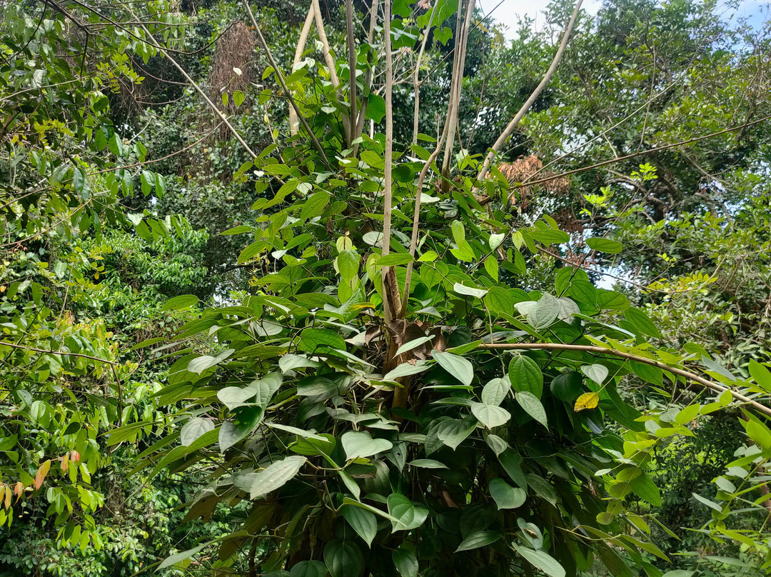 Shabuta Spice Farm-石头城必去景点