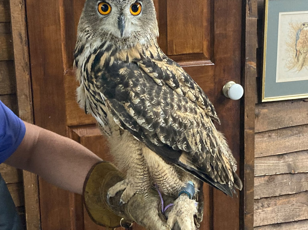 Riverside Falconry-纽卡斯尔必去景点