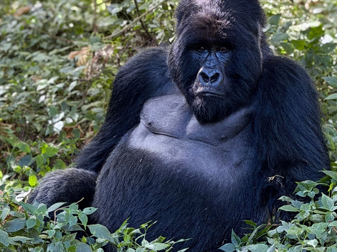 Virunga Gorilla Tours and Eco Safaris-Kisoro必去景点