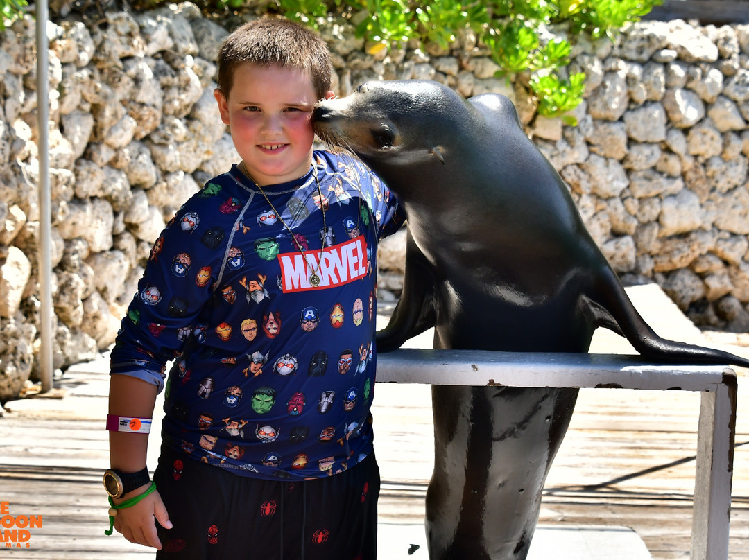 Sea Lion Encounter at Blue Lagoon-拿骚必去景点