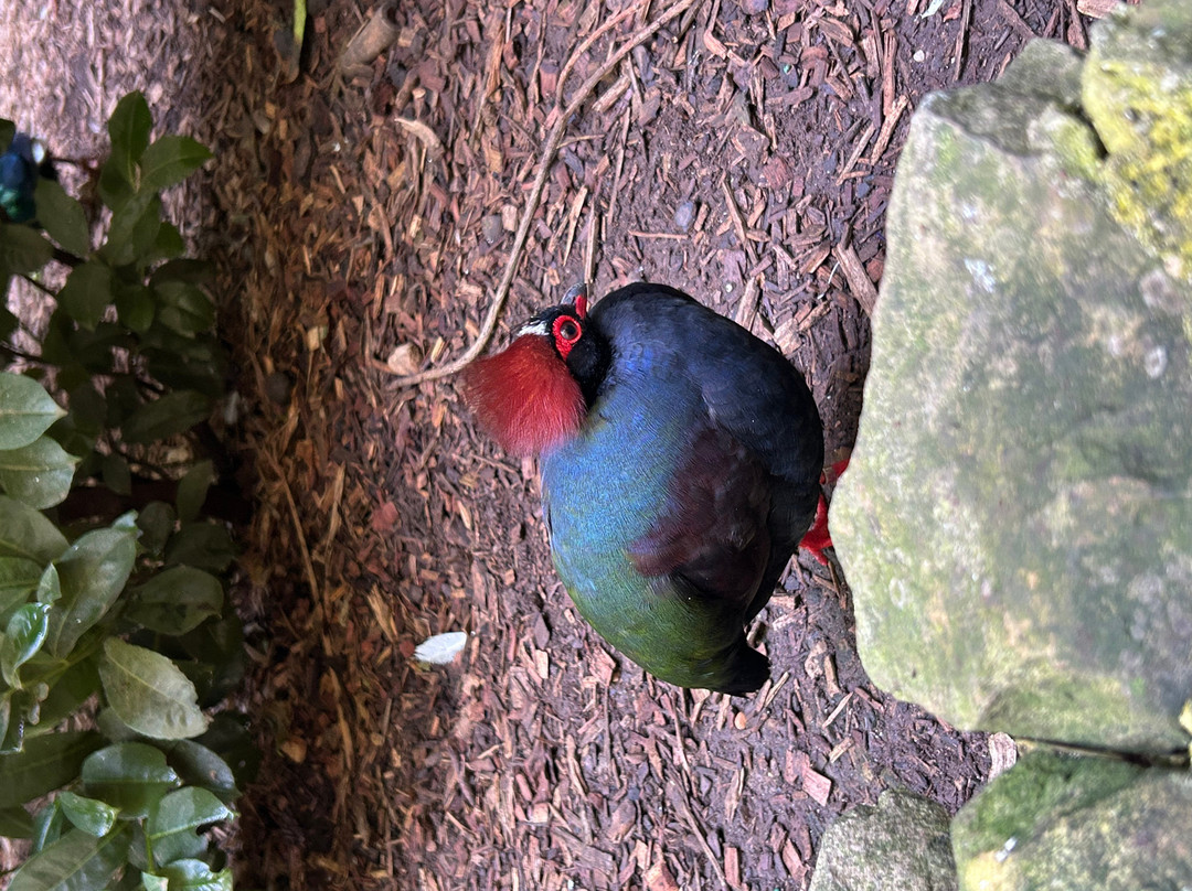 Parrot Mountain & Gardens-皮金福奇必去景点
