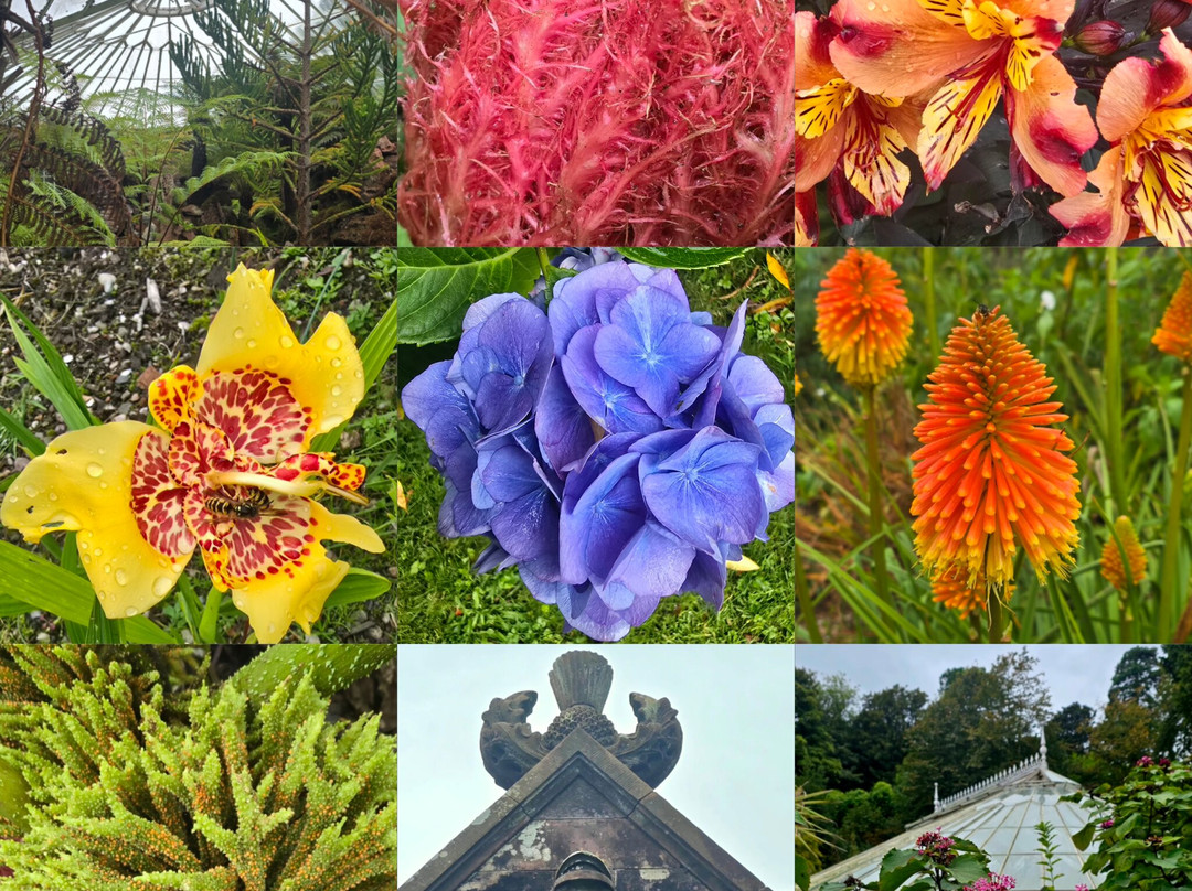Ascog Hall Garden and Fernery-Ascog必去景点