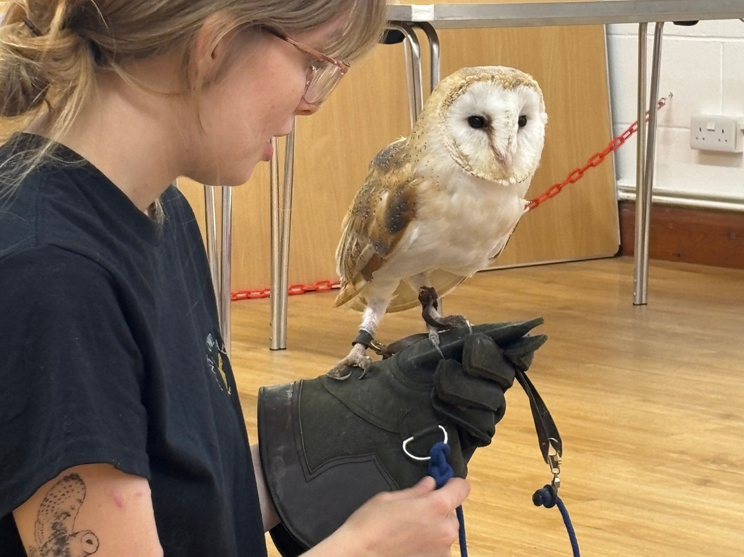 Kent Owl Academy-梅德斯通必去景点
