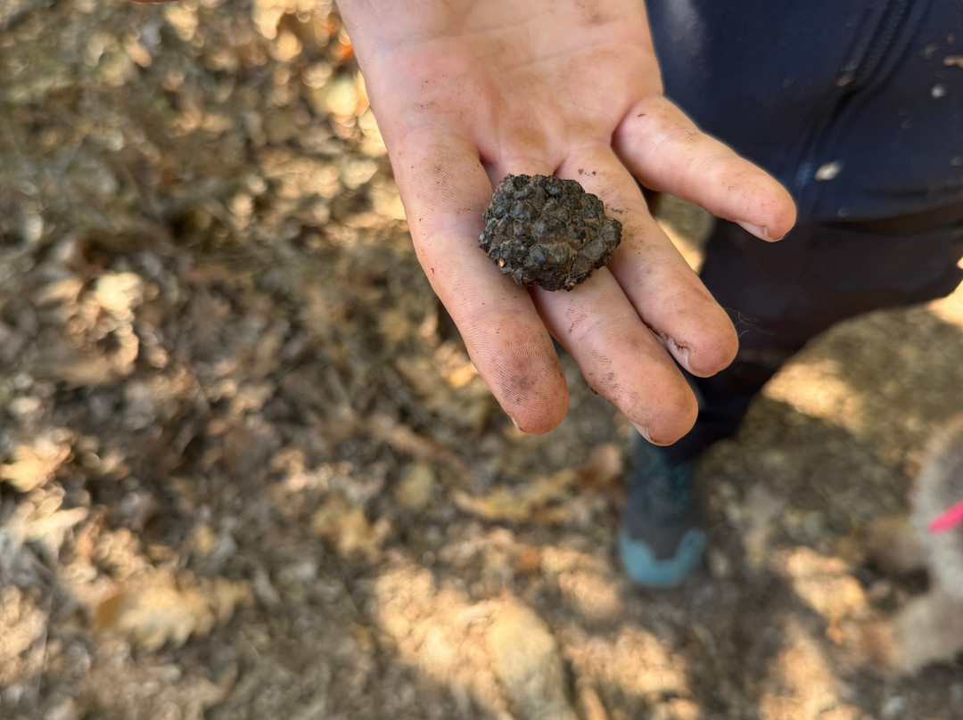 Truffle Hunting-卡兰巴卡必去景点