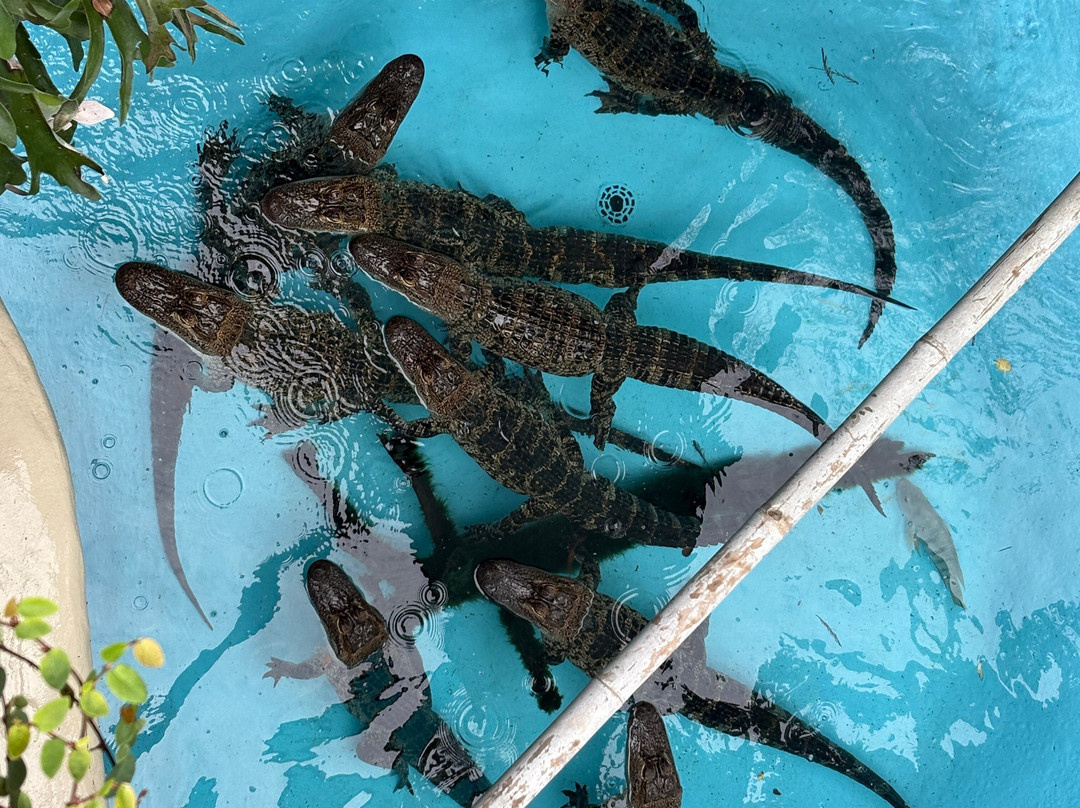 Florida Keys Aquarium Encounters-马拉松必去景点