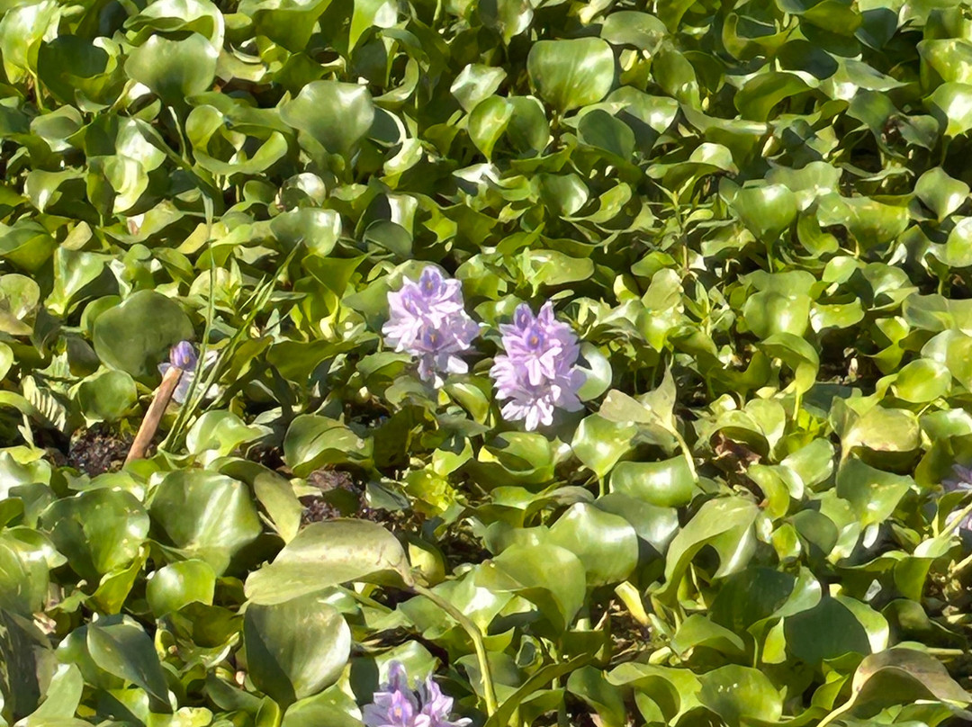 Ragin Cajun Airboat Tours-新奥尔良必去景点