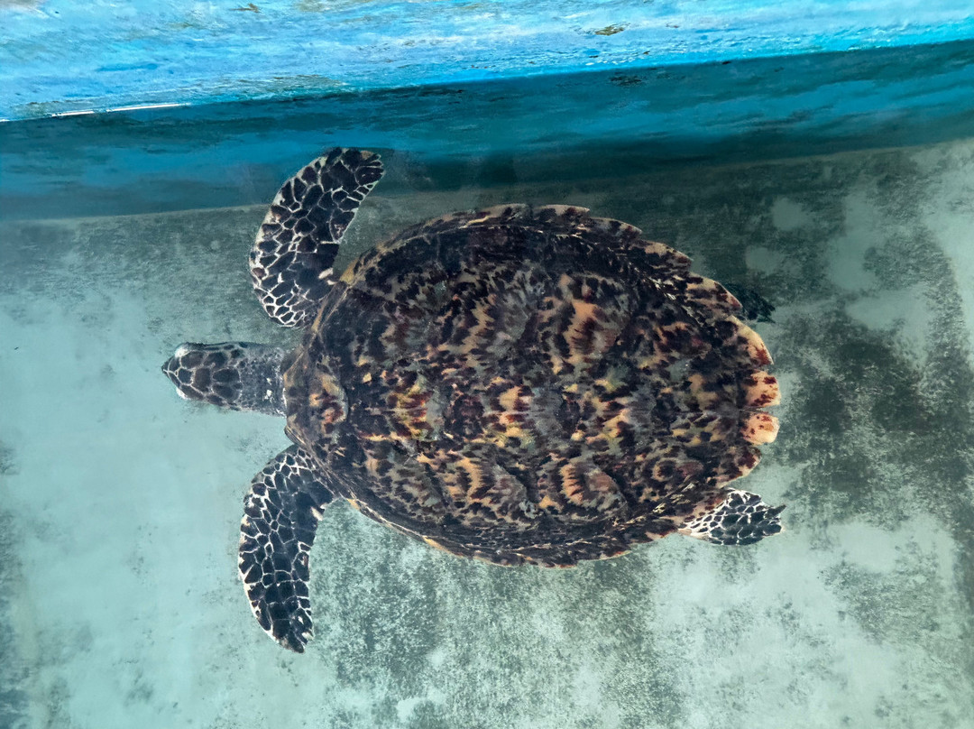 Ahungalla Sea Turtles Conservation And Research Center-亚洪加拉必去景点