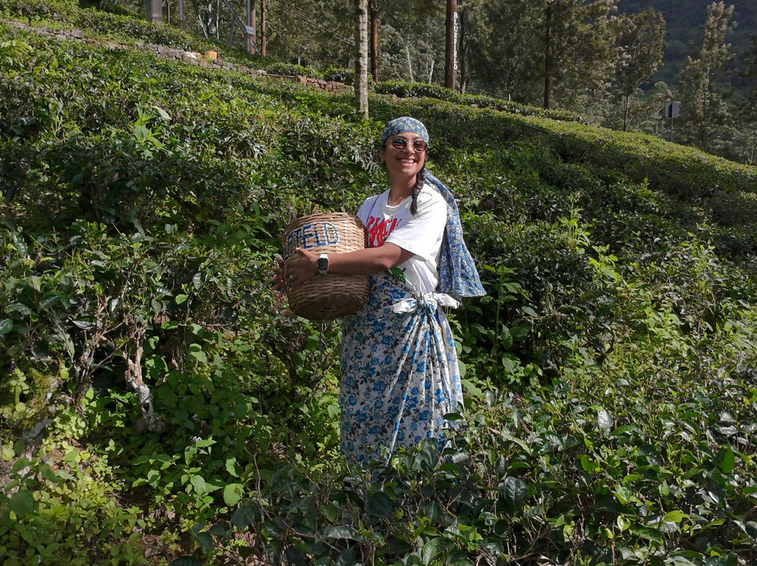 Blue Field Tea Factory-拉马伯达必去景点