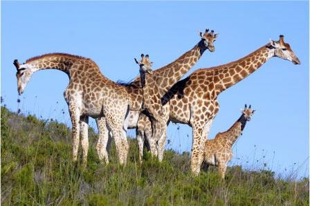 Botlierskop Private Game Reserve-莫塞尔贝必去景点