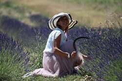Lavanda di Maremma景点图片