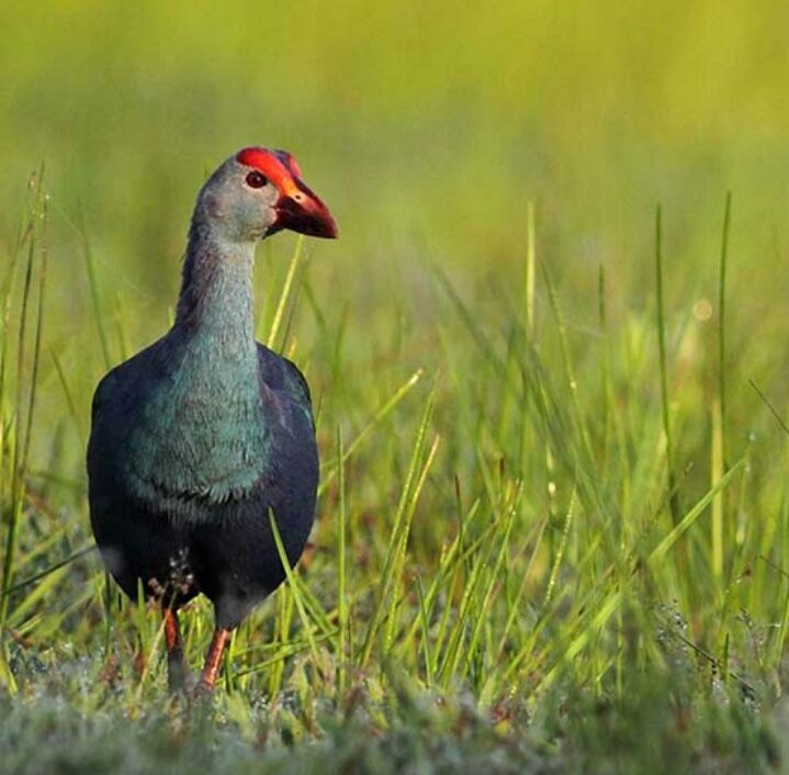 Bird Singing Sanctuary Kalamatiya