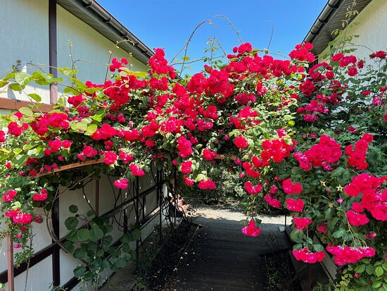 Resort Club Dachi主图