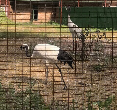 Oksky State Nature Biosphere Reserve-Brykin Bor必去景点