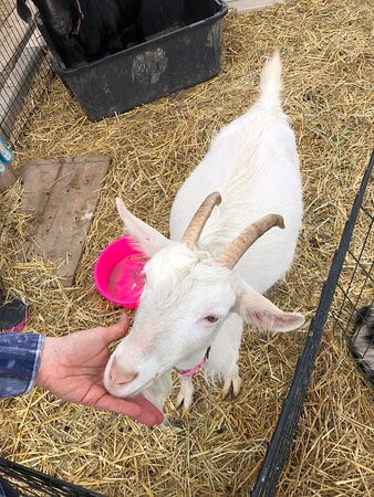 Triple C Farm-安卡斯特必去景点