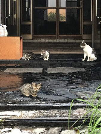 Tennenyu Miharashiso主图