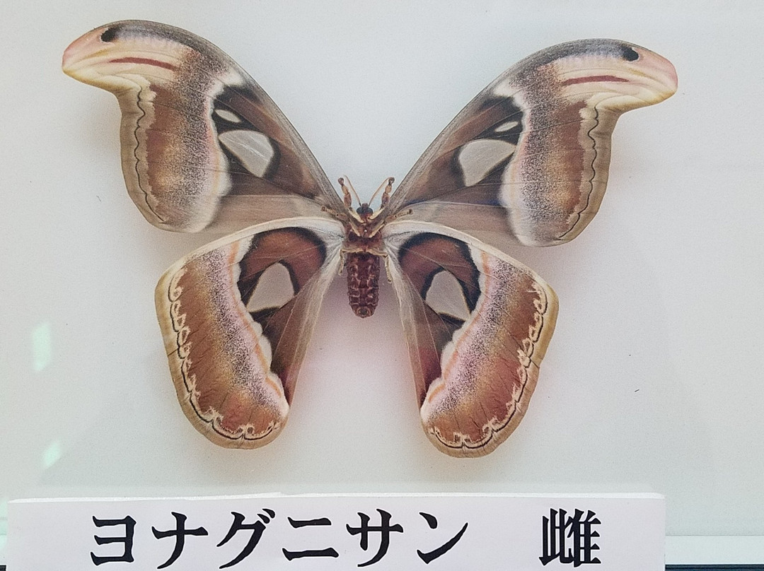 Atlas Moth Museum, Yonaguni景点图片