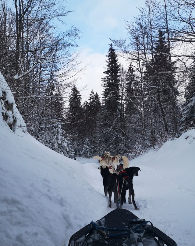 La Ferme des Chiens de Traineaux Aillons Margeriaz-Aillon-le-Jeune必去景点