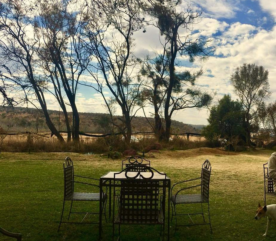 Walking With Lions-比勒陀利亚必去景点