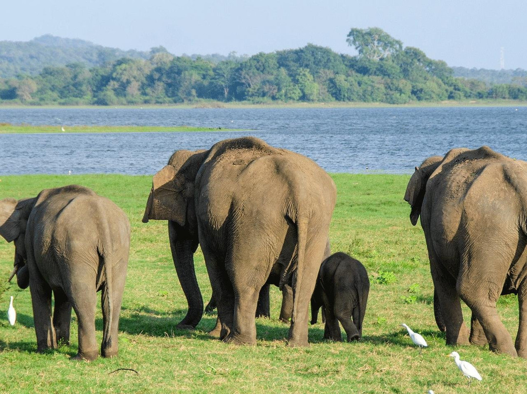 Naja Lanka Travels & Toures景点图片