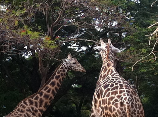 Sri Chamarajendra Zoological Gardens景点图片