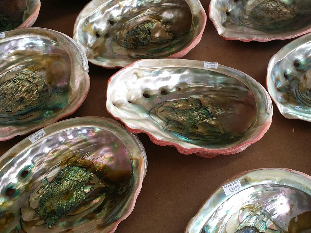 The Shell Shop-莫罗贝必去景点