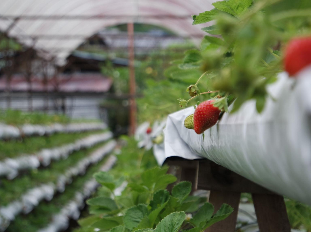 YZ Strawberry Farm