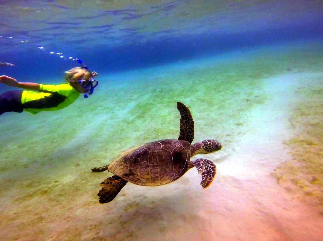 Hawai'i Surf and Kayak景点图片