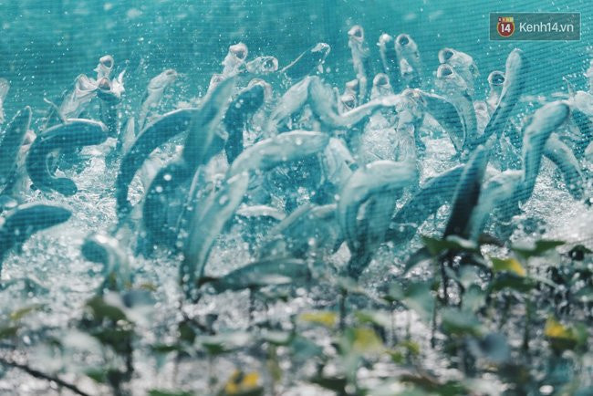 Snakehead Flying Fish