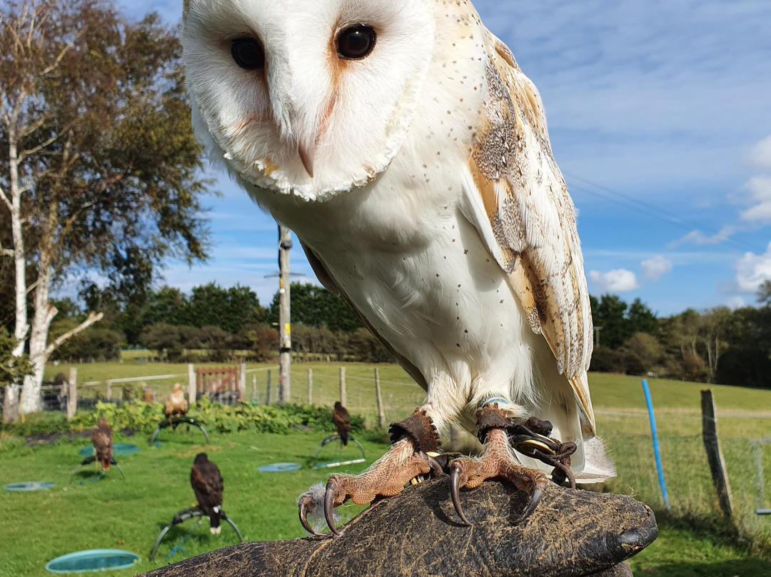 Sussex Falconry景点图片