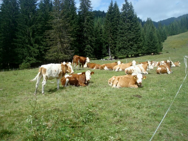 Passeggiata da Pescul al Rifugio Aquileia-Pescul必去景点