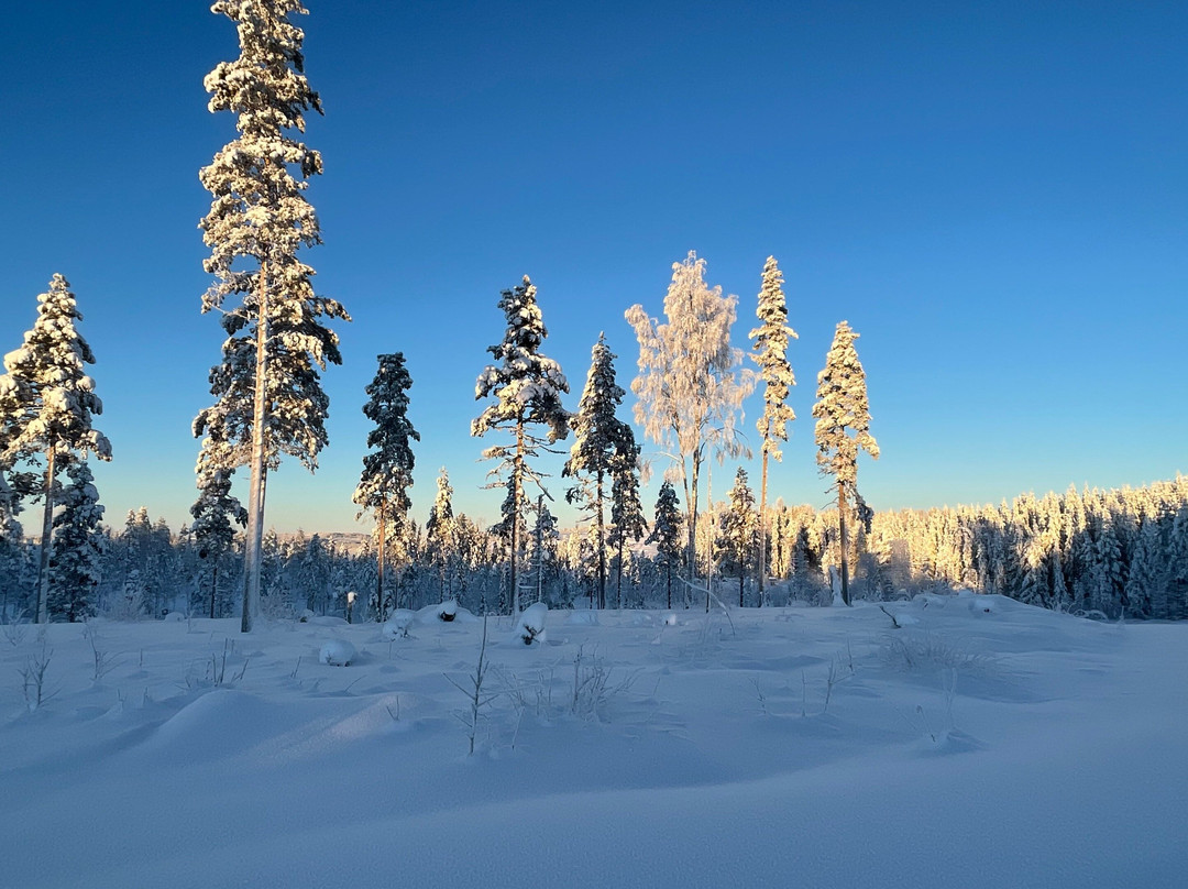 Jämtland Fishing Adventure景点图片