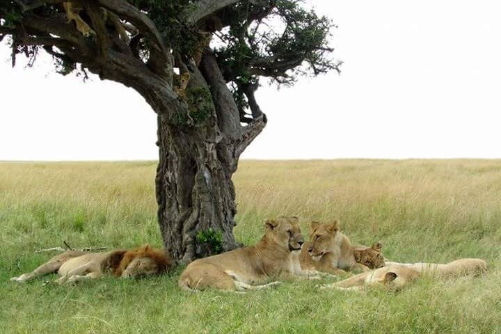 6 Days Kenya Classic Safari景点图片