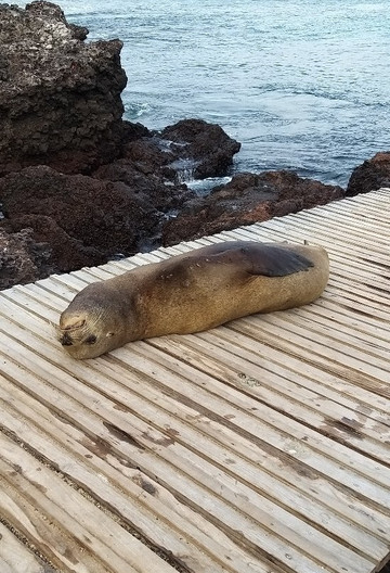 Cerro Tijeretas-Puerto Baquerizo Moreno必去景点