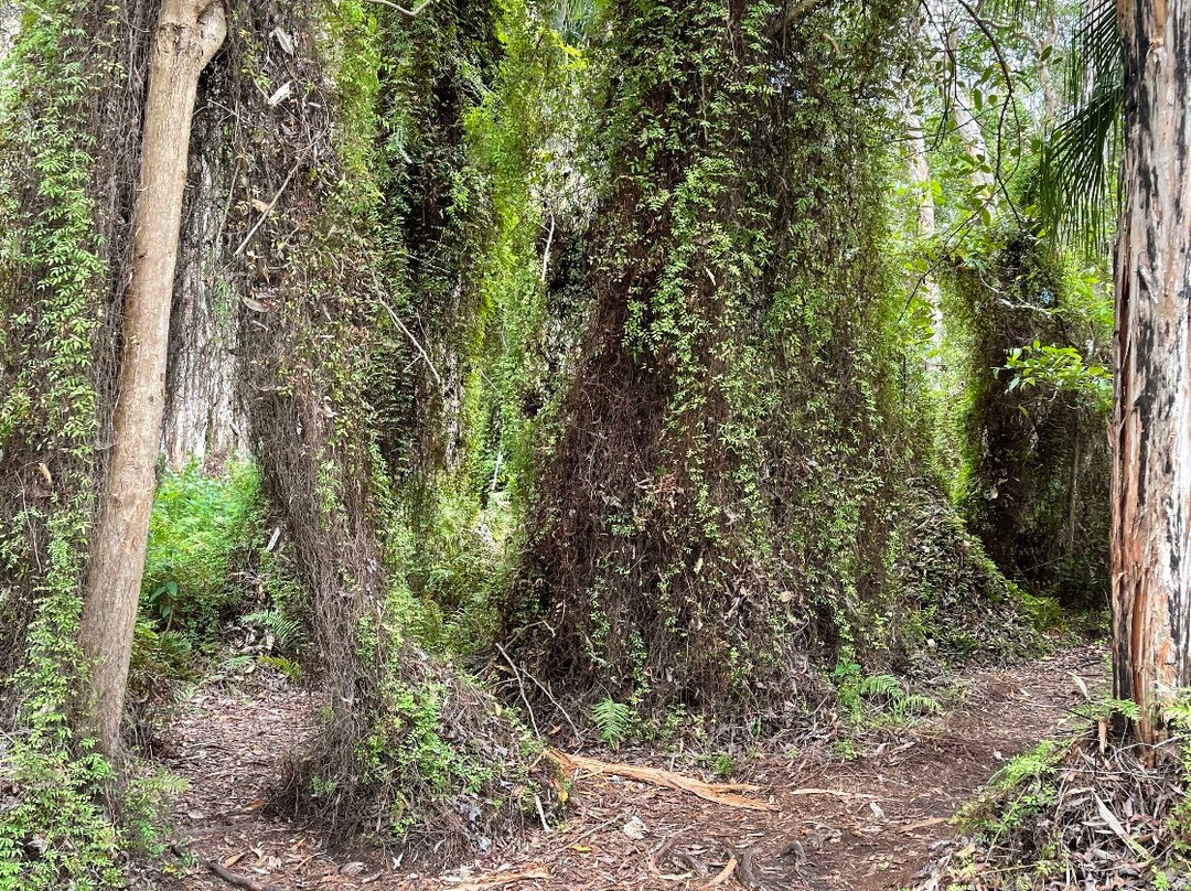 Paperbark Forest Walk-Agnes Water必去景点