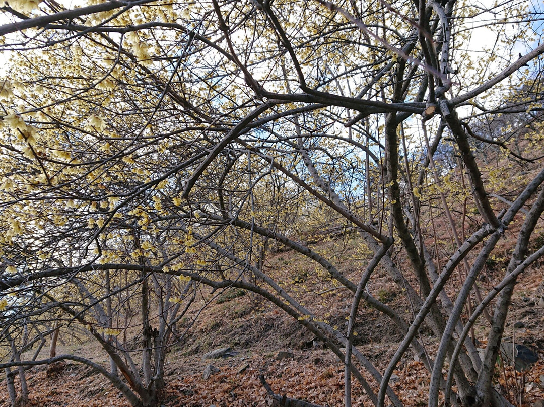 Sakurayama Park景点图片