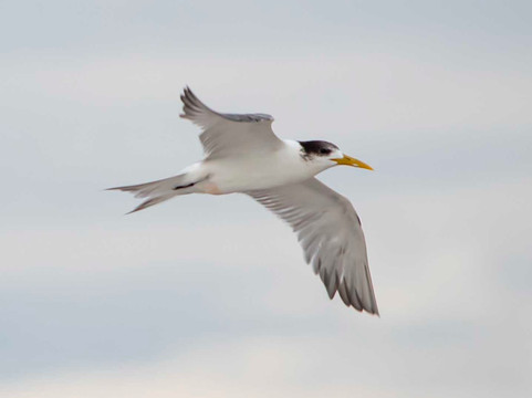 St Lucia Birding Tours- Ian Ferreira-圣露西亚必去景点