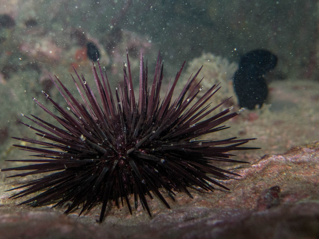 Saco do Eustaquio-伊利亚贝拉必去景点