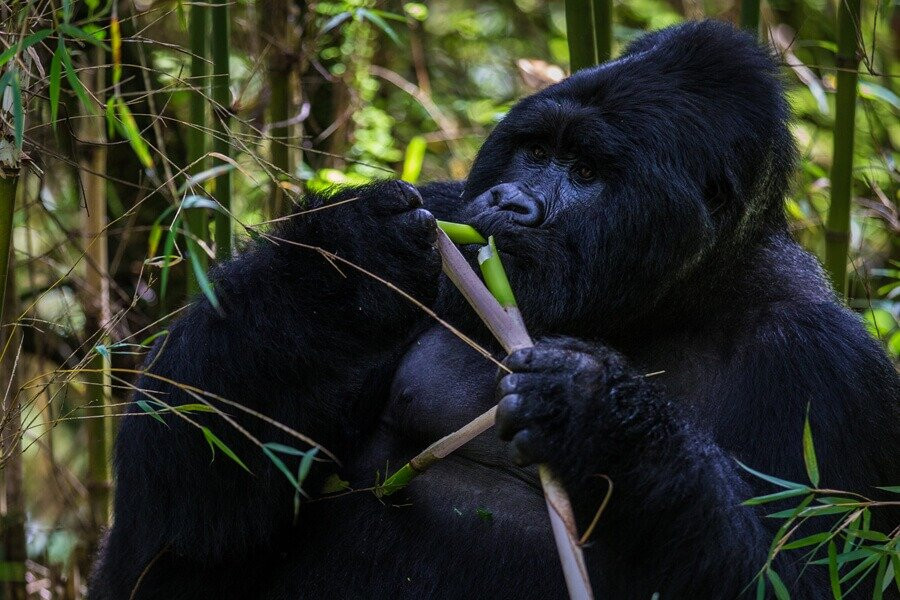 Apes Booking Vacations-坎帕拉必去景点