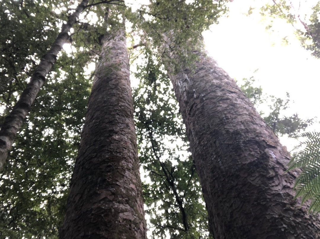 Trounson Kauri Park景点图片