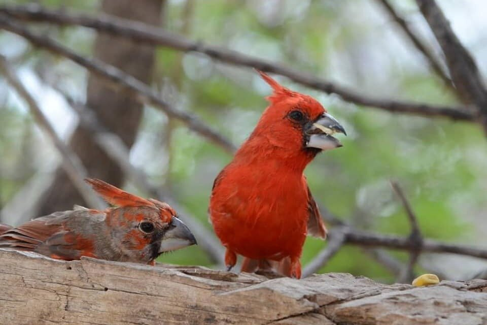 Guajira Birding Travel-Camarones必去景点