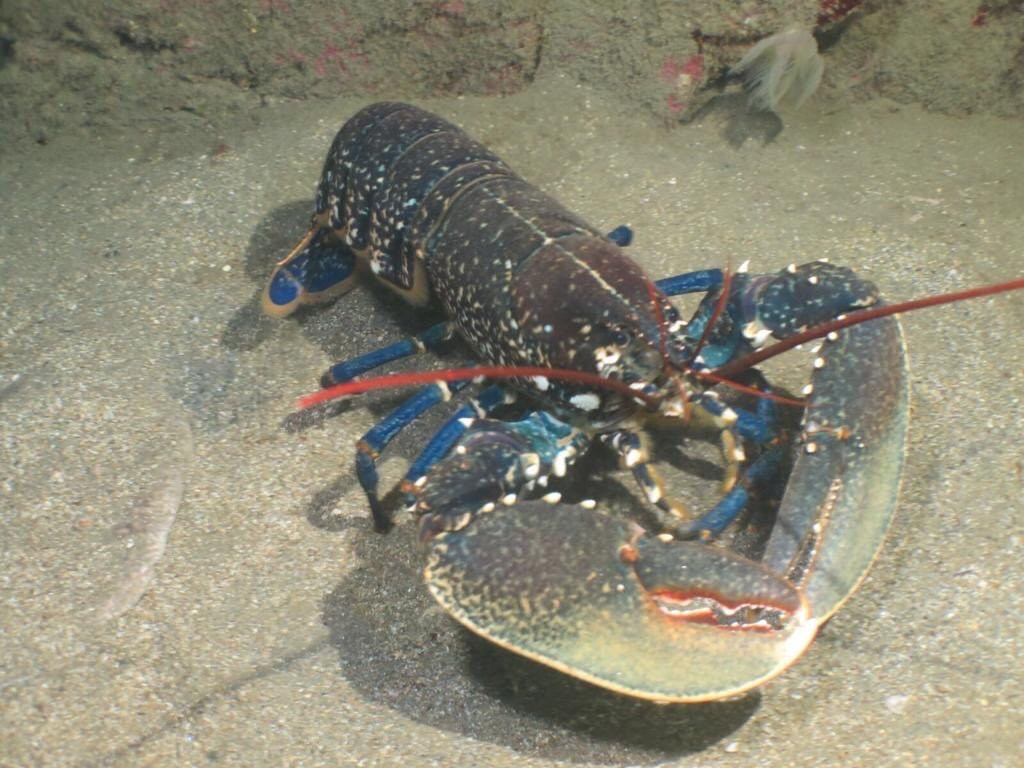 Pipo Diving-San Esteban必去景点