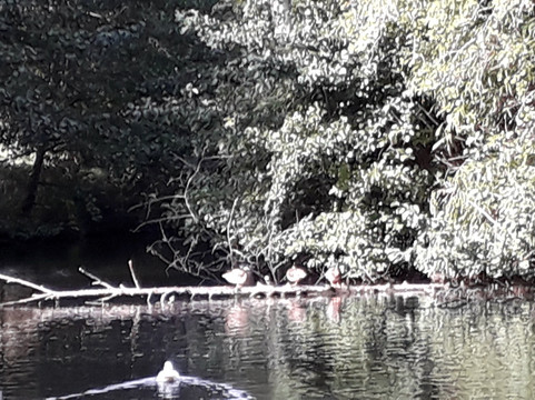 Holywells Park-伊普斯威奇必去景点