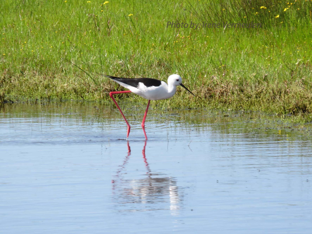Tienie Versfeld Wildflower Reserve-Darling必去景点