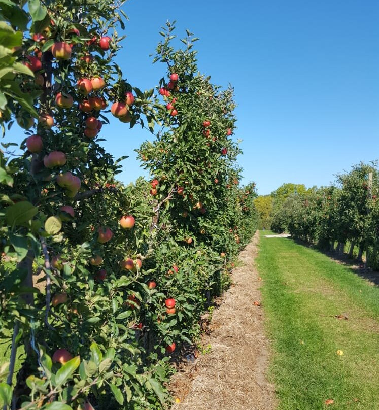Chudleigh's Entertainment Farm-Milton必去景点