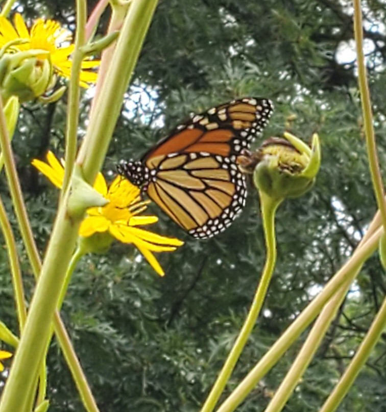 Eloise Butler Wildflower Garden and Bird Sanctuary-明尼阿波利斯必去景点