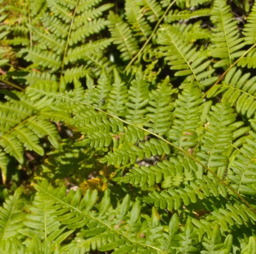 Acacia Valley Trail景点图片