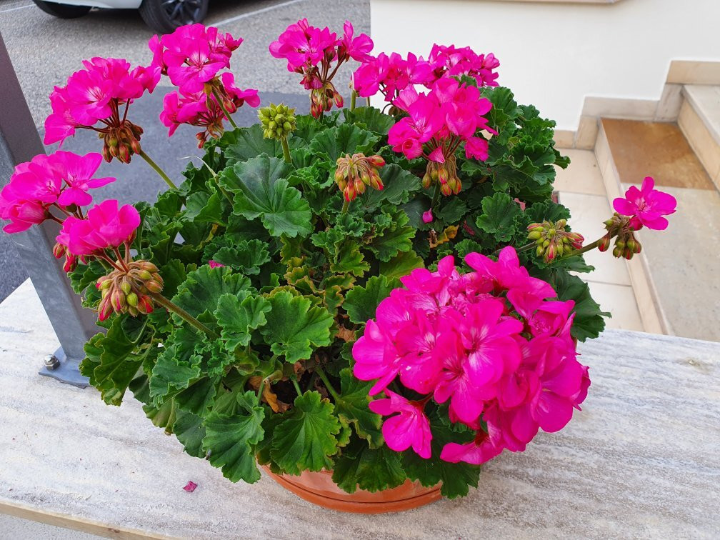 Hotel Tanja / Sonnenhof主图