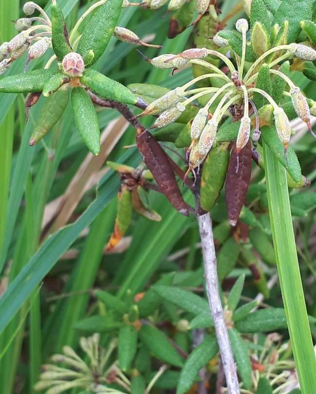 Alfred Hole Goose Sanctuary and Visitor Centre-Rennie必去景点
