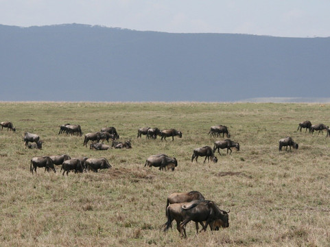 Himalayan Glacier-乞力马扎罗山国家公园必去景点