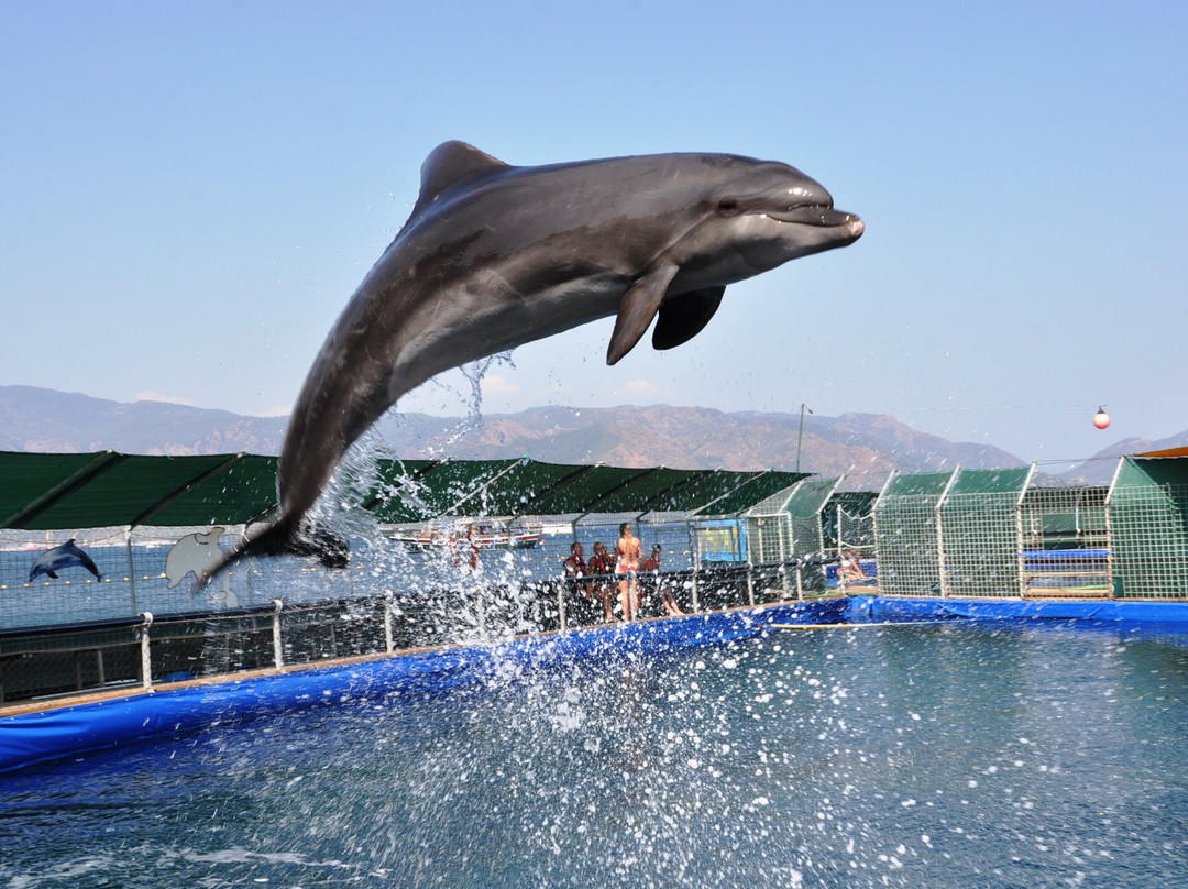 Onmega Dolphin Therapy & Activity Center景点图片